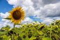 rural farm field with dry and ripe disk heads of common sunflower ready for harvest, and a late flower bloom in blue sky