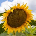 rural farm field with dry and ripe disk heads of common sunflower ready for harvest, and a late flower bloom in blue sky