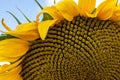 rural farm field with dry and ripe disk heads of common sunflower ready for harvest, and a late flower bloom in blue sky