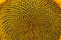 rural farm field with dry and ripe disk heads of common sunflower ready for harvest, and a late flower bloom in blue sky