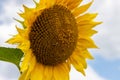 rural farm field with dry and ripe disk heads of common sunflower ready for harvest, and a late flower bloom in blue sky