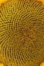 rural farm field with dry and ripe disk heads of common sunflower ready for harvest, and a late flower bloom in blue sky