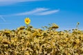 farm field with dry and ripe disk heads of common sunflower ready for harvest, and a late flower bloom in blue summer sky