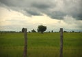 Rural farm field and lone tree in Siem Reap Cambodia