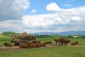 Rural farm landscape with cows herd