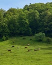 Rural farm landscape with a green field, cows, and forest. Grass, natural Royalty Free Stock Photo