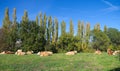 Rural farm landscape with cows herd Royalty Free Stock Photo