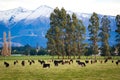 A rural farm scene of cows in a field on a farm in the Canterbury foothills of New Zealand during winter time Royalty Free Stock Photo