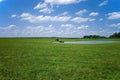 Rural farm scene with steers, farm pond and pasture in Pennsylvania, USA.