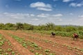 Rural farmers to till land in Cabinda. Angola, Africa.