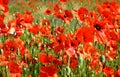 Rural field of blooming red poppies. blurred background Royalty Free Stock Photo