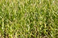 Rural field of corn growing in the summer with corn cobs ripening in the sun Royalty Free Stock Photo