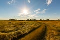 Rural field and country road, under bright sun light Royalty Free Stock Photo