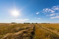 Rural field and country road, under bright sun light Royalty Free Stock Photo