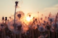 Rural field and dandelion Royalty Free Stock Photo