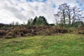 Rural field grass land with shrubs and bushes