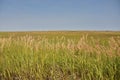 Rural Field with Grasses Growing Under Blue Skies