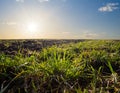 Rural field with green grass at the sunset Royalty Free Stock Photo