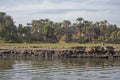 Rural field landscape with cattle livestock in africa