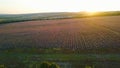 Rural field on purple background sunrise. Shot. Top view of beautiful purple fields of lavender on background of horizon Royalty Free Stock Photo