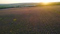 Rural field on purple background sunrise. Shot. Top view of beautiful purple fields of lavender on background of horizon Royalty Free Stock Photo