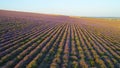 Rural field on purple background sunrise. Shot. Top view of beautiful purple fields of lavender on background of horizon Royalty Free Stock Photo