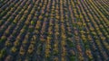 Rural field on purple background sunrise. Shot. Top view of beautiful purple fields of lavender on background of horizon Royalty Free Stock Photo