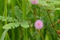 Rural flower in bloom. Pink mimosa pudica. Sensitive plant Royalty Free Stock Photo