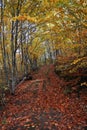 Rural footway in the forest Royalty Free Stock Photo