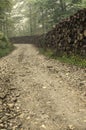 Rural forest road Royalty Free Stock Photo