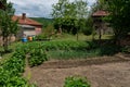 Bountiful Garden Delights: Vibrant Young Vegetables in a Rural Oasis