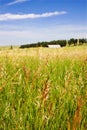 Rural Grass Field with Background Barn