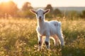 Sun goat green animals domestic grass rural cute baby landscape farming Royalty Free Stock Photo