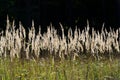 Rural grass on meadow in warm sunset light Royalty Free Stock Photo