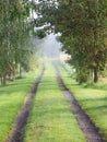 Rural Gravel Road with Fresh Morning Mist