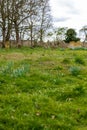 A rural graveyard with a mixture of different shaped grave stones with bright yellow daffodils growing