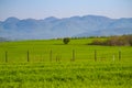 Rural green field at the springtime