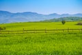 Rural green field at the springtime