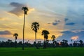 Rural green rice farm with sugar palm trees in beautiful sunset sky