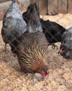 Rural hen of The Golden-salmon Marans breed