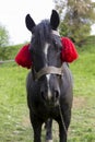 A black horse on a pasture in the Carpathian Mountains.