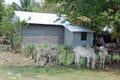 Rural house with corrugated iron - cows - Cambodia