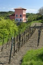 Rural house with a small vineyard