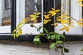 Rural house window autumn Royalty Free Stock Photo