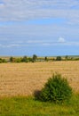 Rural houses surrounded by endless wheat fields, Russia Royalty Free Stock Photo