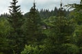 Rural huts among a dense spruce forest.