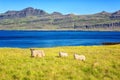 Rural icelandic bright summer daytime landscape with sheep, green grass, mountains and blue sky, Iceland countryside