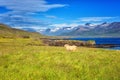 Rural icelandic bright summer daytime landscape with sheep, green grass, mountains and blue sky, Iceland countryside Royalty Free Stock Photo