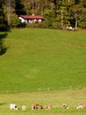 Weekend house on the edge of the forest with meadow and pasture and grazing cattle in the foreground