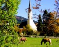 Grazing horses in the meadow with beautiful church and autumn forest with blue sky in the background Royalty Free Stock Photo